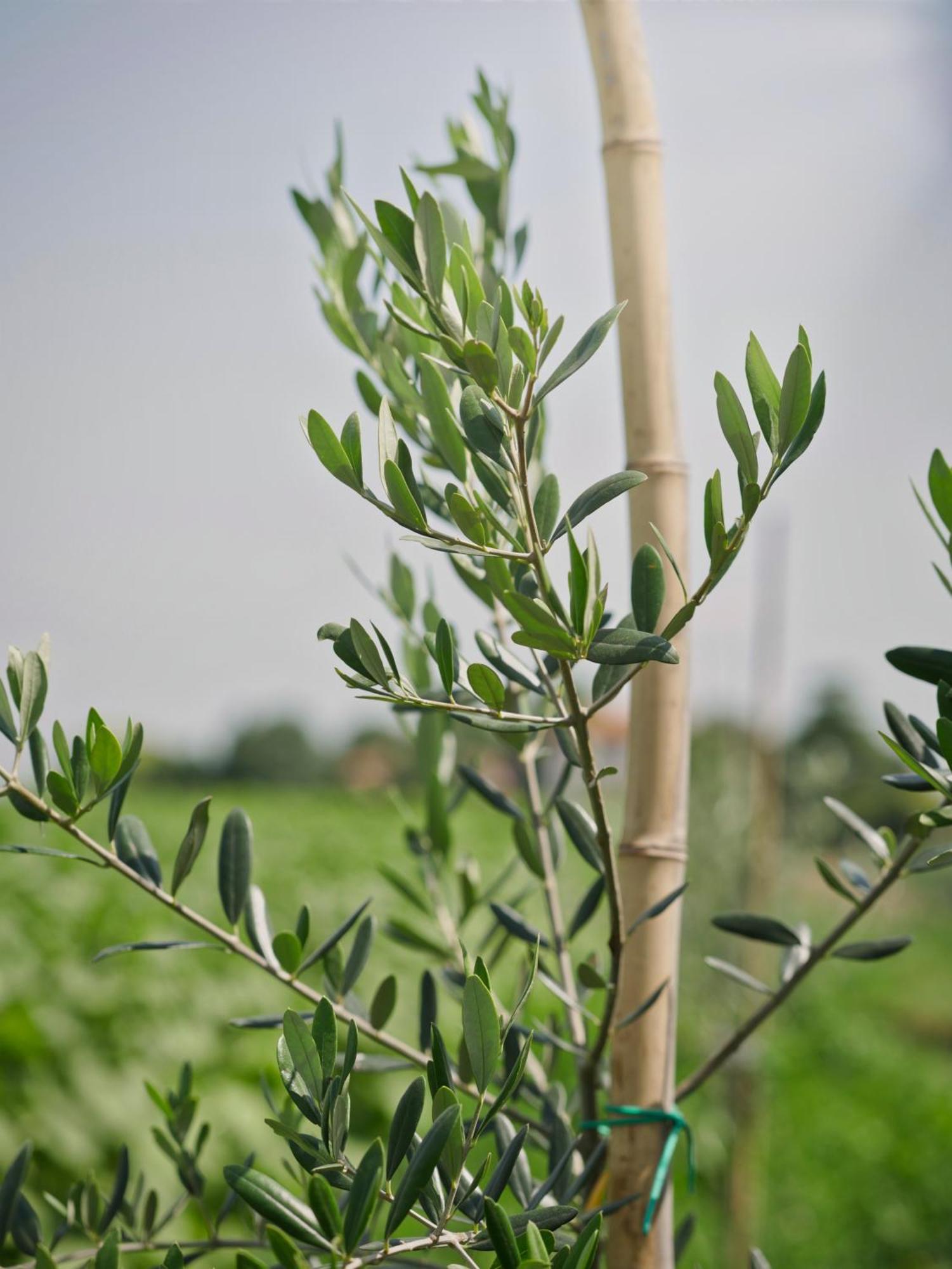 בית הארחה San Donà di Piave 	Quadrifoglio Relax מראה חיצוני תמונה