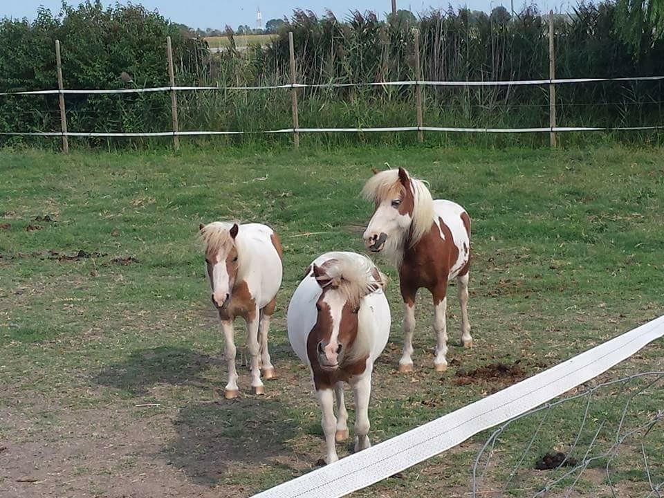 בית הארחה San Donà di Piave 	Quadrifoglio Relax מראה חיצוני תמונה